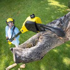 Cienegas Terrace, TX Tree Removal Services Company