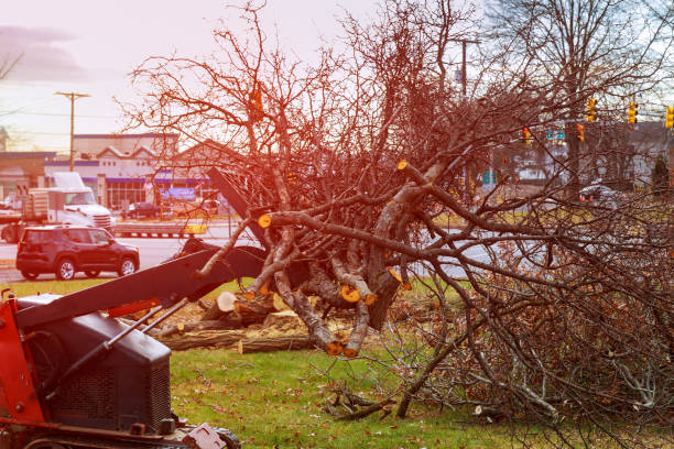 Best Tree Removal  in Cienegas Terrace, TX